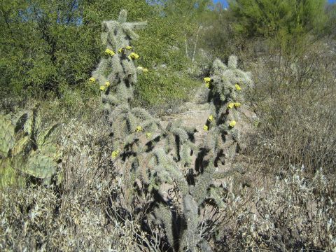 1968 Ford Mustang - A chain fruit cholla cactus blooms with yellow flowers in a dry, desert environment.