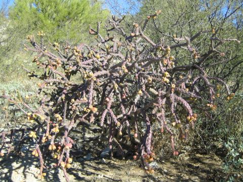 1968 Ford Mustang - A cholla cactus plant with numerous spiny branches and developing fruit pods grows in a desert landscape.