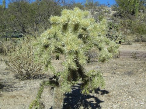 1968 Ford Mustang - A cholla cactus stands prominently in a sun-drenched desert environment.