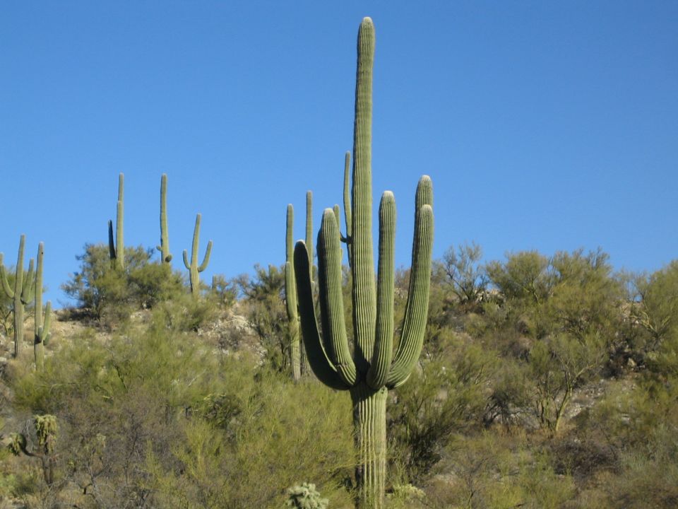 Saguaro cacti stand tall against a clear blue sky in a desert landscape