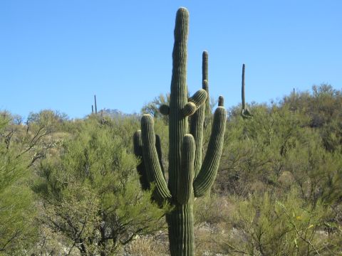 1968 Ford Mustang - A large Saguaro cactus stands tall in the desert, surrounded by smaller cacti and arid vegetation under a bright blue sky.