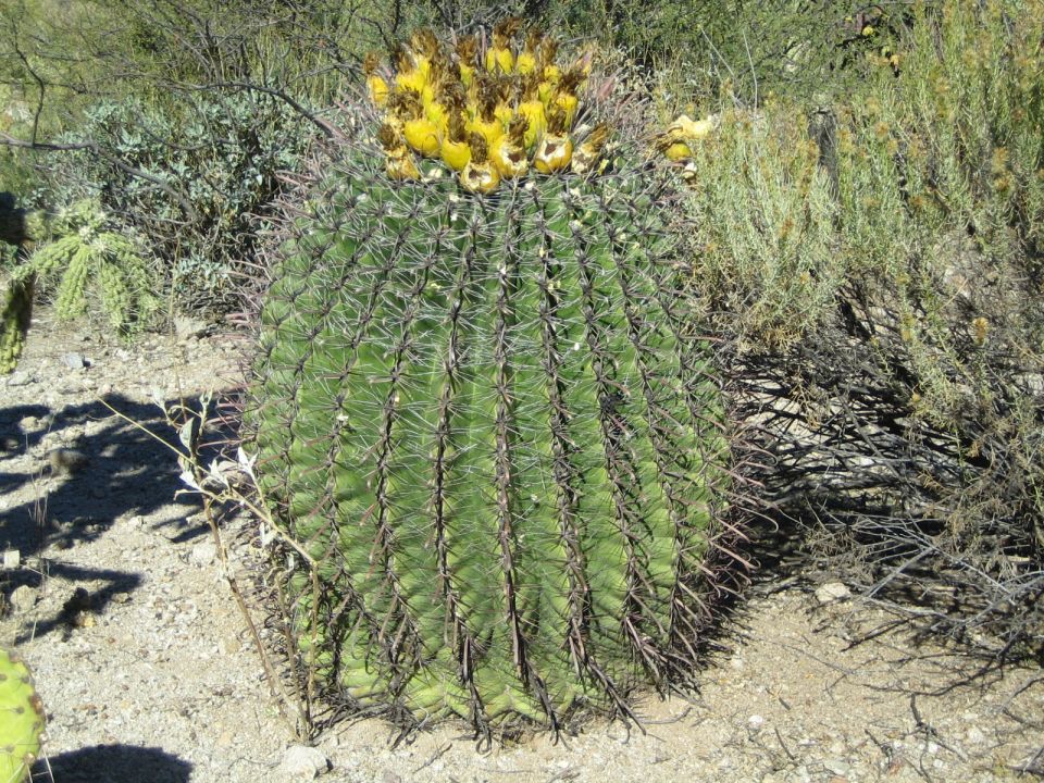 Barrel cactus with yellow flowers blooming on top, surrounded by desert brush