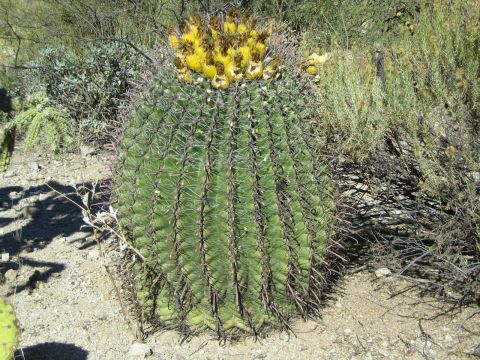 1968 Ford Mustang - A large barrel cactus blooms with yellow flowers in a dry, desert environment.