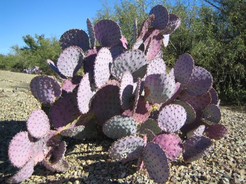 1968 Ford Mustang - A large purple prickly pear cactus stands in a dry, rocky area with green foliage in the background.