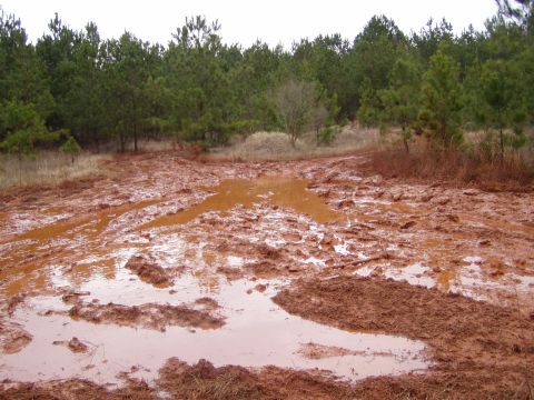 1978 Ford Bronco - A muddy trail with tire tracks and standing water winds through a wooded landscape.