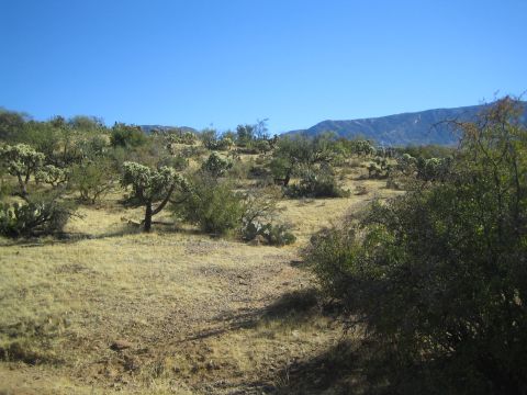 1968 Ford Mustang - A wide view of a desert scene with various cacti and scrub brush under a bright blue sky.