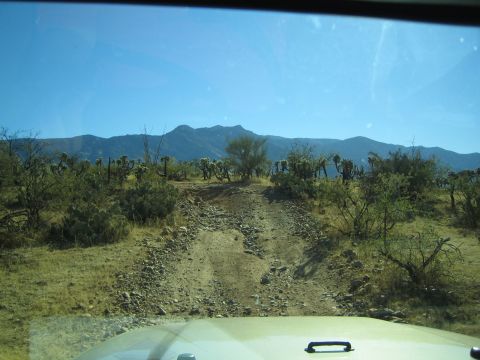 1968 Ford Mustang - Driving through a desert landscape with cacti and mountains under a clear blue sky.