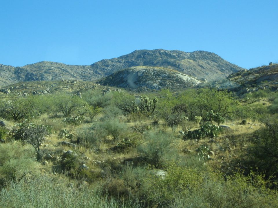 Desert landscape with rocky mountains under a clear blue sky, various cacti and scrub brush in the foreground
