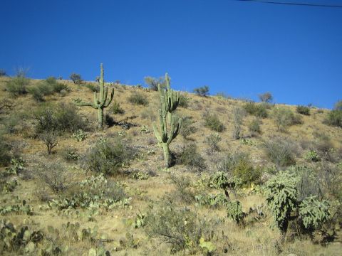 1968 Ford Mustang - A dry, arid landscape under a bright blue sky, dotted with various cacti and sparse vegetation.