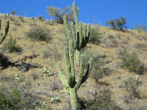 1968 Ford Mustang - Towering saguaro cacti stand tall against a backdrop of a dry, arid hillside and a vibrant blue sky.