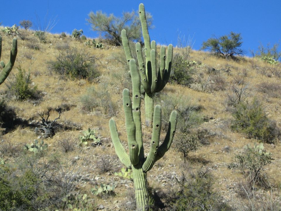 Saguaro cacti on a dry, sun-drenched hillside under a clear blue sky