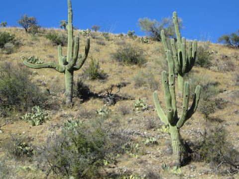 1968 Ford Mustang - Saguaro cacti dominate the arid landscape of a sun-drenched hillside.