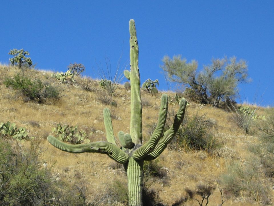 Large saguaro cactus stands tall on a dry, grassy hillside under a clear blue sky. Other desert plants and shrubs dot the landscape