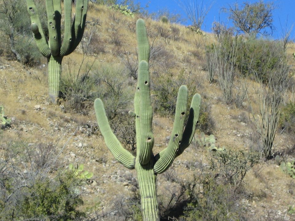 Saguaro cacti with holes on a dry, sunny hillside