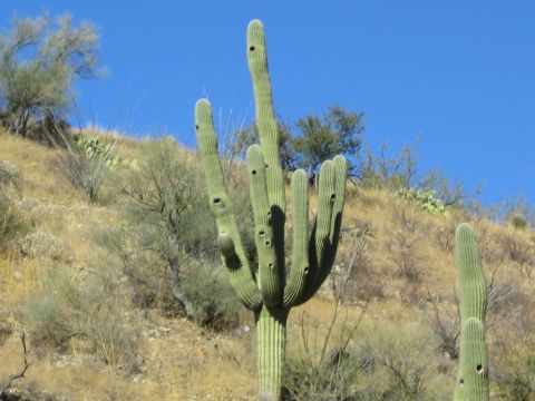1968 Ford Mustang - A large Saguaro cactus stands tall in a dry, hilly landscape under a clear blue sky.
