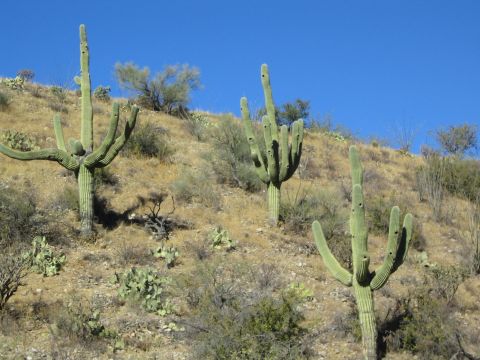 1968 Ford Mustang - Desert landscape with saguaro cacti on a sunny day.