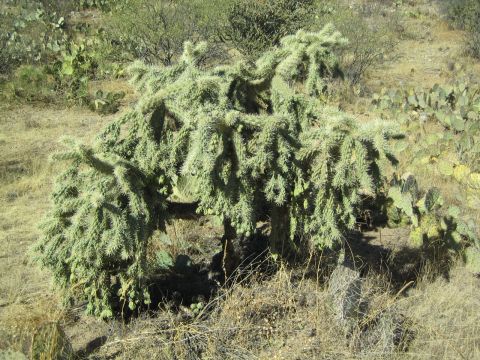1968 Ford Mustang - A dense cholla cactus plant dominates the arid landscape, surrounded by dry grasses and other desert flora.