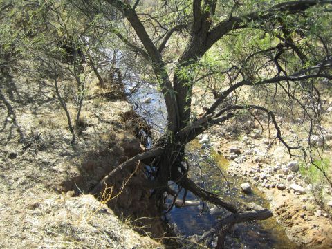 1968 Ford Mustang - A dry creek bed with eroded banks and a large tree overhanging the water, surrounded by arid vegetation.