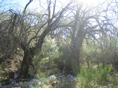 1968 Ford Mustang - Sunlight streams through the branches of dense, dry trees in a natural outdoor setting.