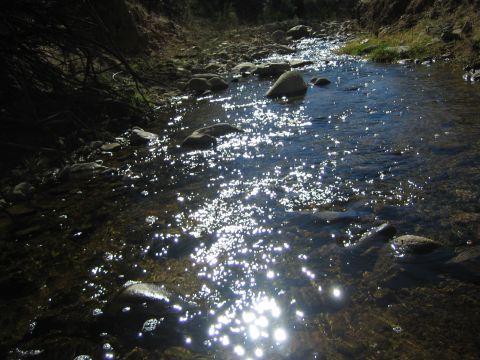 1968 Ford Mustang - Sunlight reflects on a shallow stream with rocks and vegetation along the banks.