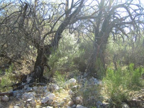 1968 Ford Mustang - A dry, rocky terrain with sparse vegetation and weathered trees suggests a harsh desert environment.