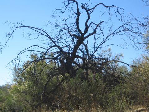1968 Ford Mustang - A stark, dead tree dominates the landscape, its bare branches reaching towards the sky.