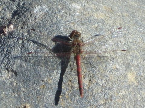 1968 Ford Mustang - A dragonfly is perched on a rock, its wings spread wide.