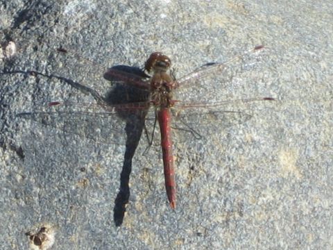 1968 Ford Mustang - A red dragonfly with transparent wings is perched on a textured gray rock, casting a long shadow.
