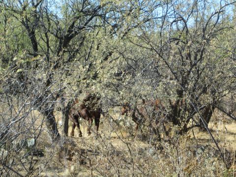 1968 Ford Mustang - Horses are visible among the trees and dry brush in a natural outdoor setting.