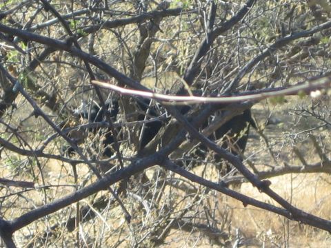 1968 Ford Mustang - Two wildebeest are camouflaged within the dense branches of thorny bushes.