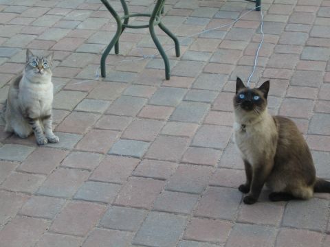 1968 Ford Mustang - Two cats sit on a patio, one looking up and the other looking forward.