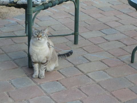 1968 Ford Mustang - A cat with blue eyes sits on a leash attached to a chain, on a paved patio.