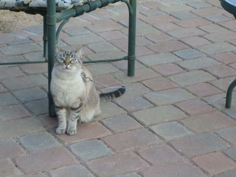 Cat on a leash sitting on a paved patio under a table
