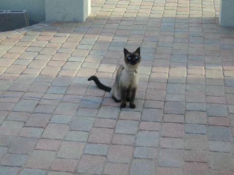 1968 Ford Mustang - A Siamese cat with striking blue eyes is on a leash, sitting on a patterned paved surface.