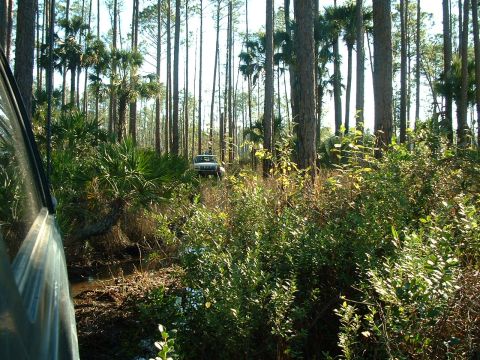 1995 Ford Bronco - Two SUVs navigate a wooded area with dense foliage and tall trees.