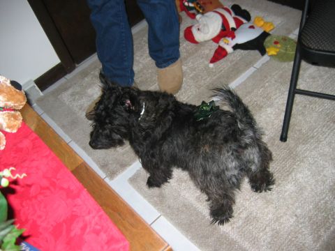 1985 Ford LTD Crown Victoria - A black dog with a green bow on its back stands on a carpeted floor near Christmas decorations.