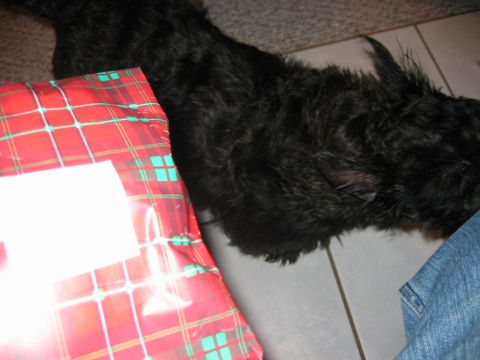 1985 Ford LTD Crown Victoria - A black dog is near a wrapped gift on a tiled floor.