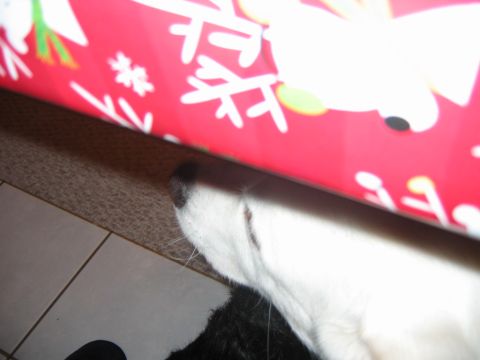 1985 Ford LTD Crown Victoria - A dog's nose and head are visible under festive holiday wrapping paper.