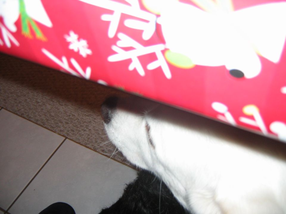 dog's white nose and head peeking out from under red wrapping paper with white snowflakes