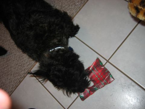 1985 Ford LTD Crown Victoria - A black dog plays with a tartan toy on a tiled floor.