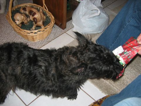 1985 Ford LTD Crown Victoria - A black dog is enthusiastically chewing on a Christmas present while sitting on a rug.