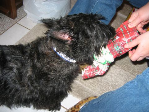 1985 Ford LTD Crown Victoria - Dog playing with a Christmas gift.