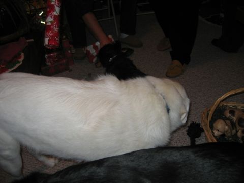 1985 Ford LTD Crown Victoria - A holiday gathering with dogs and people is captured in this indoor scene.