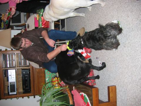 1985 Ford LTD Crown Victoria - A festive scene unfolds as people and dogs engage with Christmas gifts scattered on the carpeted floor.