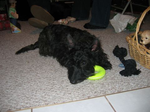 1985 Ford LTD Crown Victoria - A black Scottish Terrier plays with a yellow ring toy on the carpet.