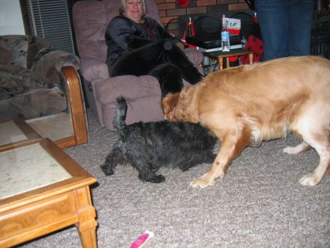 1985 Ford LTD Crown Victoria - Two dogs are interacting indoors while a woman watches from a recliner.
