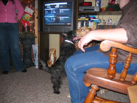 1985 Ford LTD Crown Victoria - A domestic scene unfolds with dogs and people gathered in a living room.