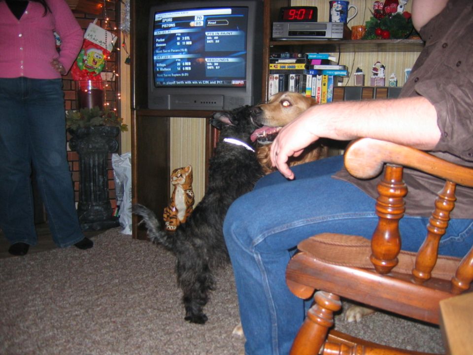 Two dogs interact in a living room with a person sitting in a chair and another person standing