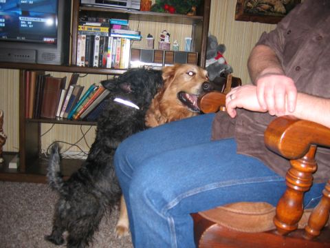 1985 Ford LTD Crown Victoria - Two dogs are the focus of this indoor scene, with a person seated nearby.