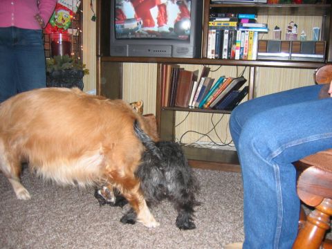 1985 Ford LTD Crown Victoria - Two dogs are playing together indoors, with a television and bookshelf in the background.